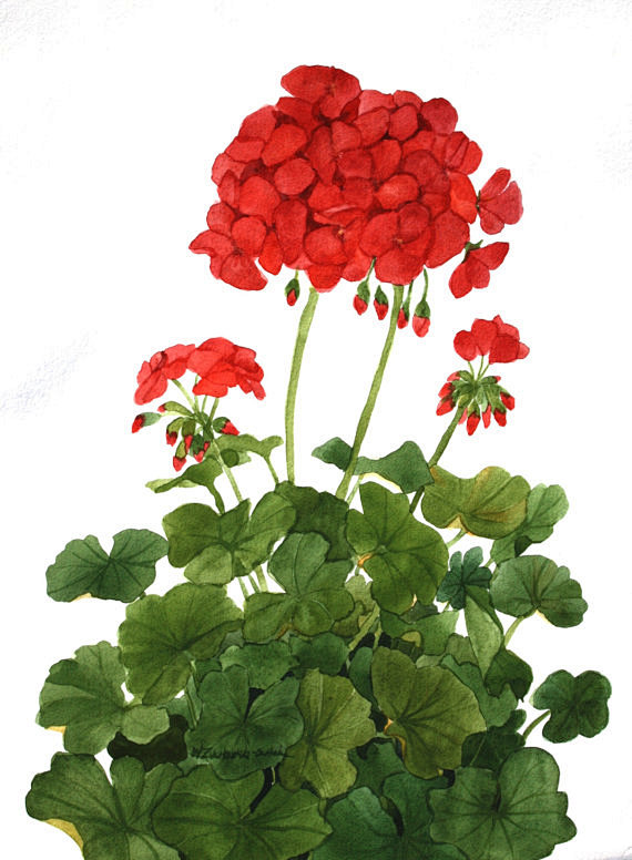 Red Geraniums Origin...