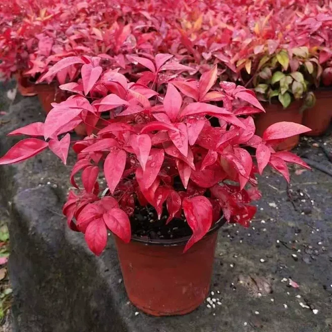 南天竹盆栽火焰南天竹盆景室内庭院观叶植物红天竹多年生易养耐寒-淘宝网-花瓣网