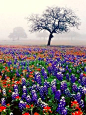 ✯ Texas Flowers