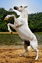(105) Pinterest