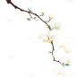 植物系列手绘白色花朵树叶树枝元素
