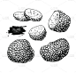 块菌,绘画插图,矢量,食品,蘑菇,草图,动物手,雕刻图像,雕刻术,蚀刻版画