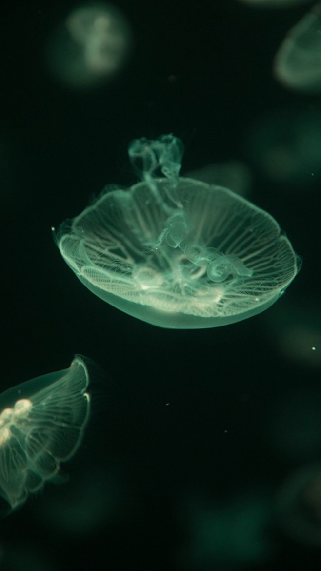 水母