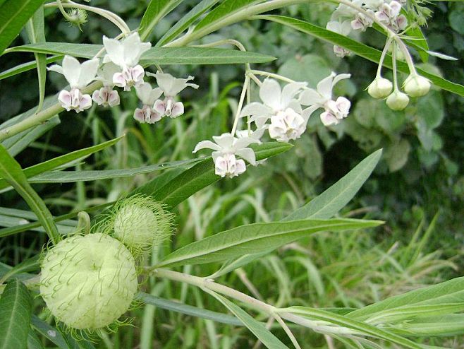 气球花（Gomphocarpus phy...