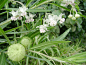 气球花（Gomphocarpus physocarpus），又名唐棉、风船唐棉，为龙胆目萝藦科钉头果属植物。