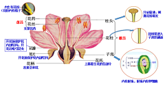 草莓西瓜汁采集到科学