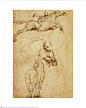 马的素描【Sketch of a Horse】_21901541