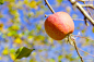 Fruitful Autumn