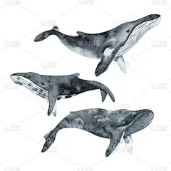 水彩与鲸鱼设置。手绘插图。非常适合印刷、海报、纺织品、包装纸