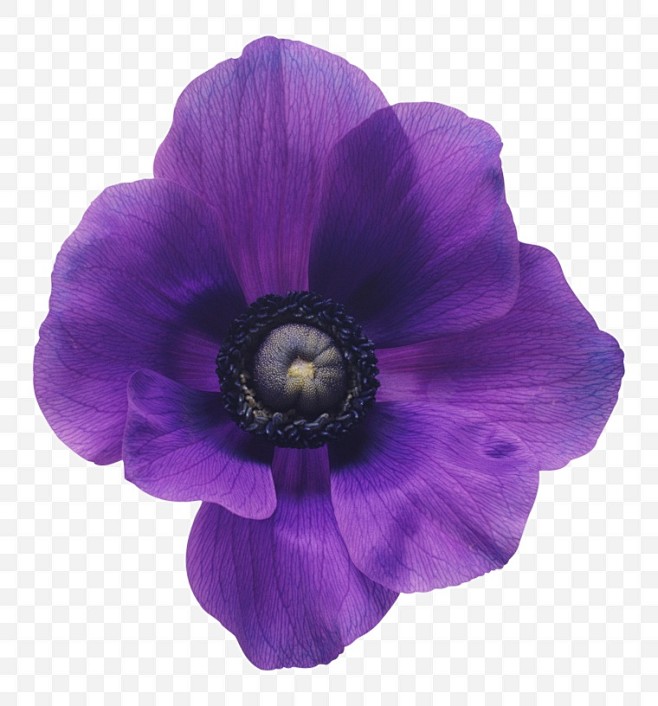 紫色的花 花 