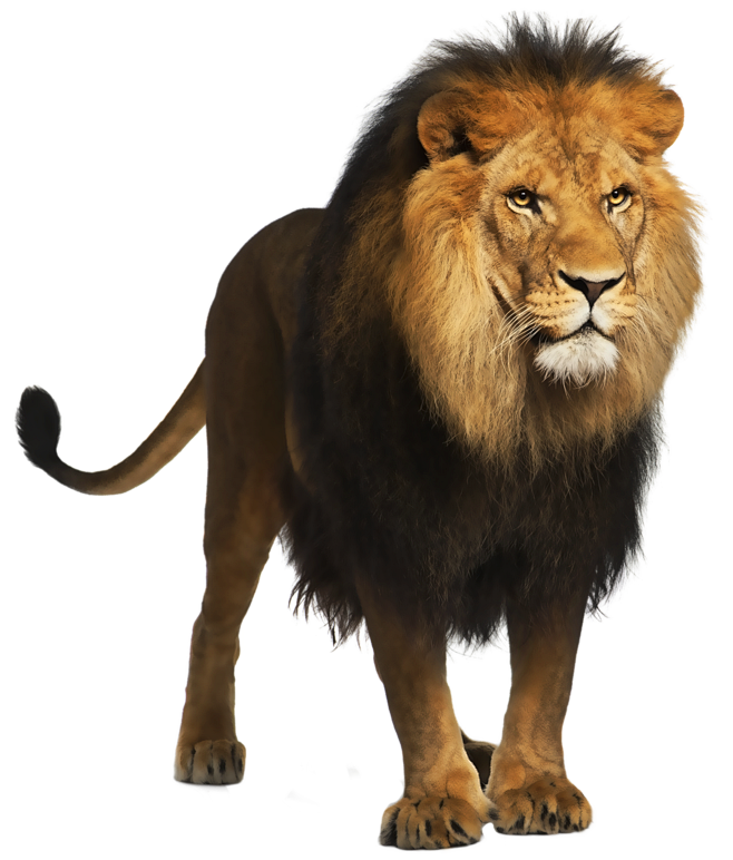 lion_PNG23283