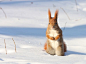 Photo: Red squirrel in the snow