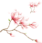 素描花枝-花朵-png背景素材