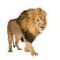 lion_PNG573.png (347×346)