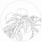 吉祥寓意花鸟白描欣赏蟠桃
寓意长寿幸福，又有辟邪意。