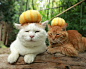 【Ameba】8.24-2   プッチーニ  玩具南瓜 ・#猫叔# #篮子猫-猫叔# ​​​​