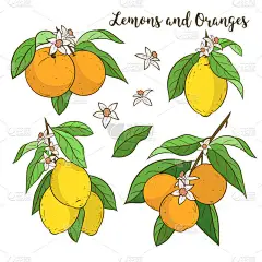 橙/柠檬树的树枝矢量集