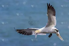 塘鹅在飞行中