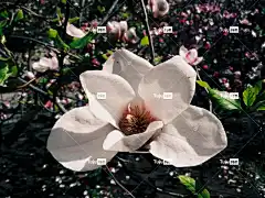 花卉 玉兰 自由背景 Mac壁纸 高清壁纸 桌面背景 盛开 春天