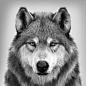 Wolf's portrait, , MassimoRighi - CGSociety