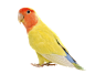 鹦鹉