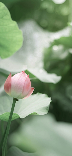 恰似虚弥采集到节日