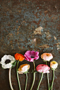 Pretty florals