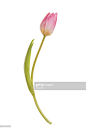 Beautiful tulip : 圖庫照片