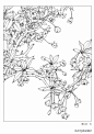 分享 | 9种花卉的各形态白描图 值得收藏