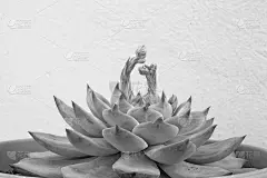 惊人的多汁莲座花梗，侧视图。月仙花海报，日历，帖子，屏幕保护程序，壁纸，卡片，横幅，封面，复制空间为