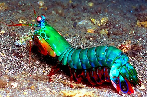 mantis shrimp 2 by y...