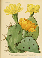 。这是一个种满仙人掌的花房。1919年古籍。《仙人掌科植物》。The Cactaceae descriptions and illustrations of plants of the cactus family。#素材搜集# ​​​​