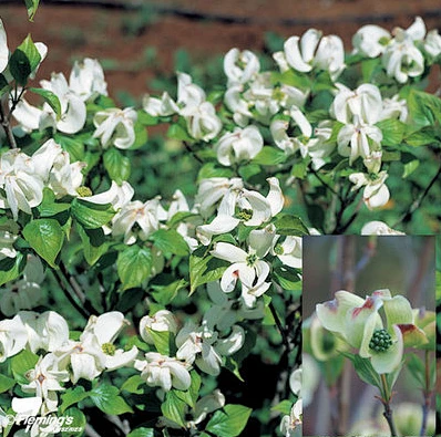 [14CM盆栽]多花梾木'九重天'Cornus耐寒多年生四照花花灌木（滇）-淘宝网-花瓣网