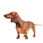 腊肠狗PNG