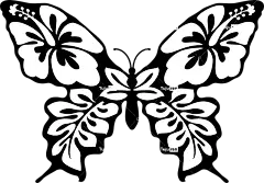 蝴蝶 蛾 昆虫 翅膀 美丽的 甲虫，昆虫 图案 触角 蝴蝶