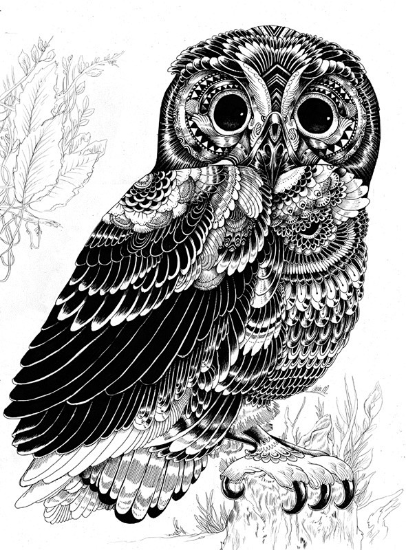 Iain Macarthur：动物插图欣...