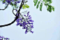 花顶生于枝条末端成总状花序，约长25厘米。花冠筒状，蓝紫色，花期约1个多月，边开边落，使遍地都是蓝紫色。【蓝楹】—— 蓝雾树