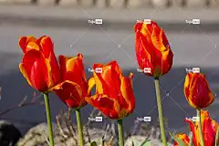 花 春天 郁金香 花壁纸 植物群 花园 花卉背景 自然 植物学