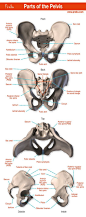 The parts of the pelvis. Click the image to watch The Anatomy of the Pelvis video. #proko #art #anatomy #pelvis #humananatomy #tutorial