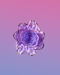 Behance 上的 Digital flower experiment7