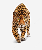 豹子高清素材 动物 野生动物 野生豹子 金钱豹 元素 免抠png 设计图片 免费下载 页面网页 平面电商 创意素材