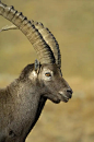 ^ 高山山羊 Capra ibex