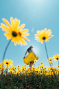 Yellow and Black Bird on Yellow Flower