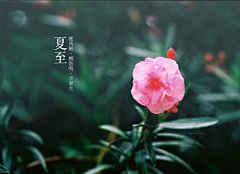 亭亭净植1采集到早安