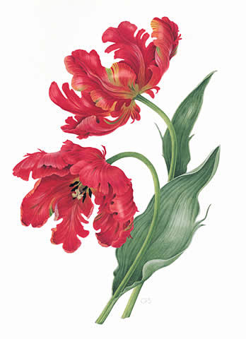  （英）Christine Stephe...