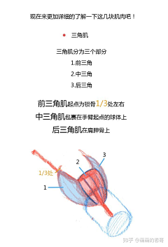 宇治抹茶ivey采集到人体