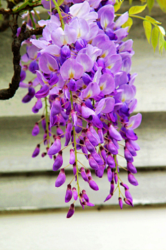 花羽集采集到紫藤花