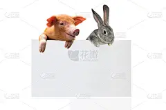 兔子和猪用单作文本