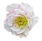花 (12)