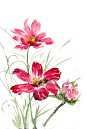 千库网_水彩画红色格桑花_元素编号12809641